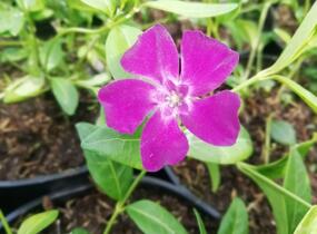 Barvínek menší 'Rubra' - Vinca minor 'Rubra'