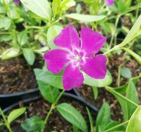 Barvínek menší 'Rubra' - Vinca minor 'Rubra'