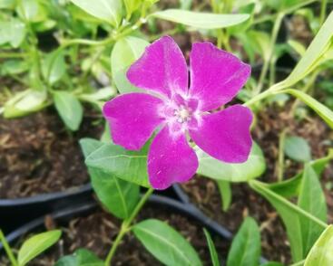 Barvínek menší 'Rubra'