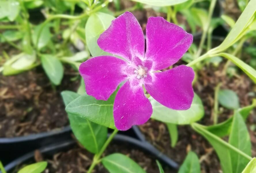 Barvínek menší 'Rubra' - Vinca minor 'Rubra'