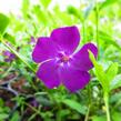 Barvínek menší 'Rubra' - Vinca minor 'Rubra'