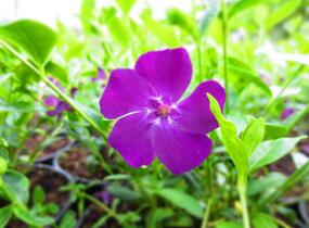 Barvínek menší 'Rubra' - Vinca minor 'Rubra'