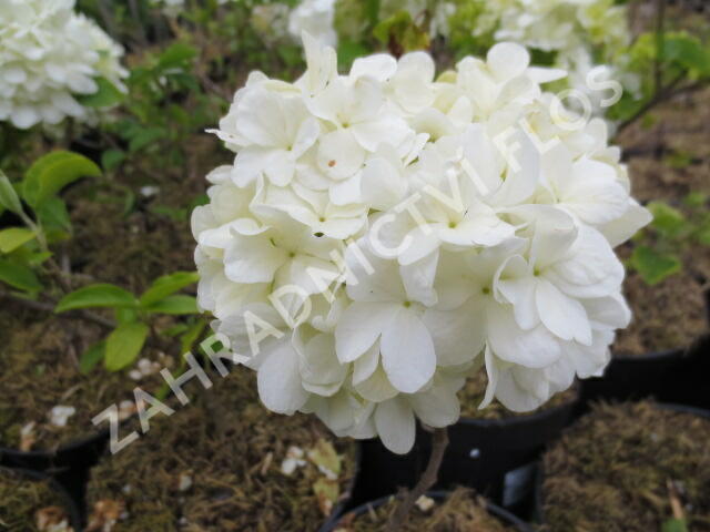 Kalina čínská - Viburnum macrocephalum