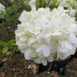 Kalina čínská - Viburnum macrocephalum