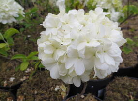 Kalina čínská - Viburnum macrocephalum