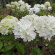 Kalina čínská - Viburnum macrocephalum