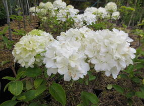 Kalina čínská - Viburnum macrocephalum