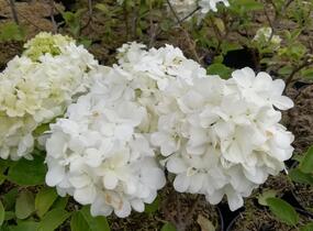Kalina čínská - Viburnum macrocephalum