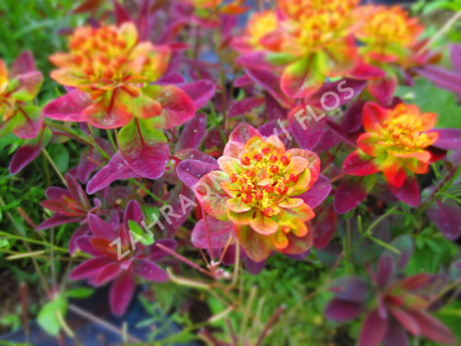 Pryšec mnohobarvý 'Bonfire' - Euphorbia polychroma 'Bonfire'