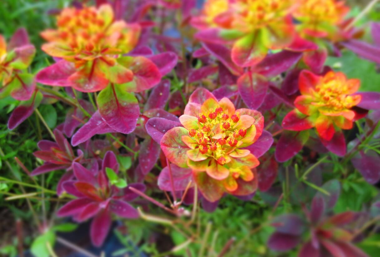 Pryšec mnohobarvý 'Bonfire' - Euphorbia polychroma 'Bonfire'