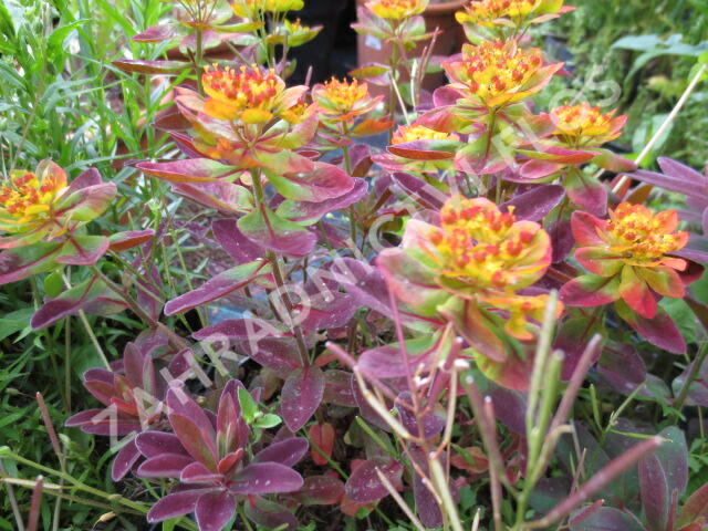 Pryšec mnohobarvý 'Bonfire' - Euphorbia polychroma 'Bonfire'