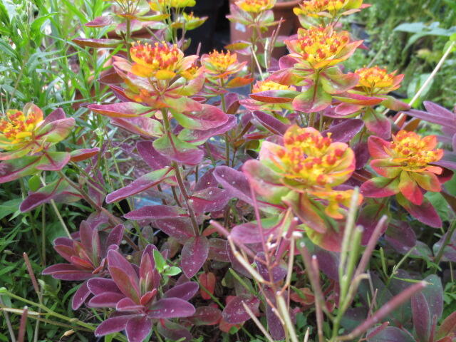 Pryšec mnohobarvý 'Bonfire' - Euphorbia polychroma 'Bonfire'