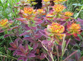 Pryšec mnohobarvý 'Bonfire' - Euphorbia polychroma 'Bonfire'