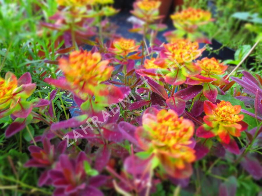 Pryšec mnohobarvý 'Bonfire' - Euphorbia polychroma 'Bonfire'