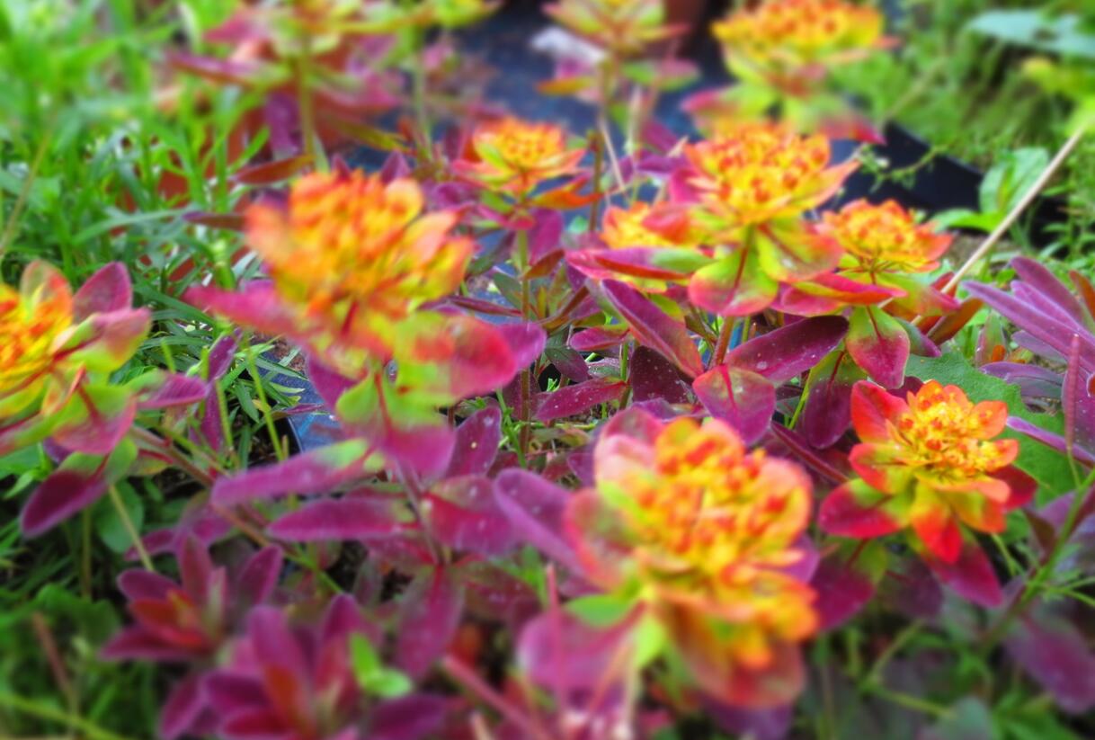Pryšec mnohobarvý 'Bonfire' - Euphorbia polychroma 'Bonfire'