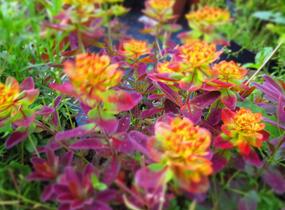 Pryšec mnohobarvý 'Bonfire' - Euphorbia polychroma 'Bonfire'