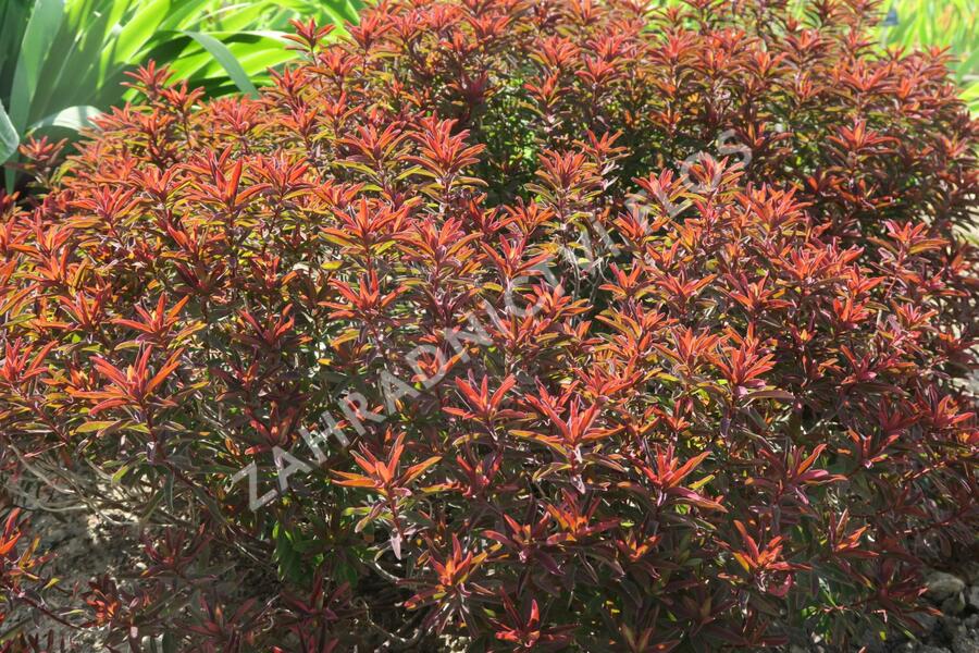 Pryšec mnohobarvý 'Bonfire' - Euphorbia polychroma 'Bonfire'