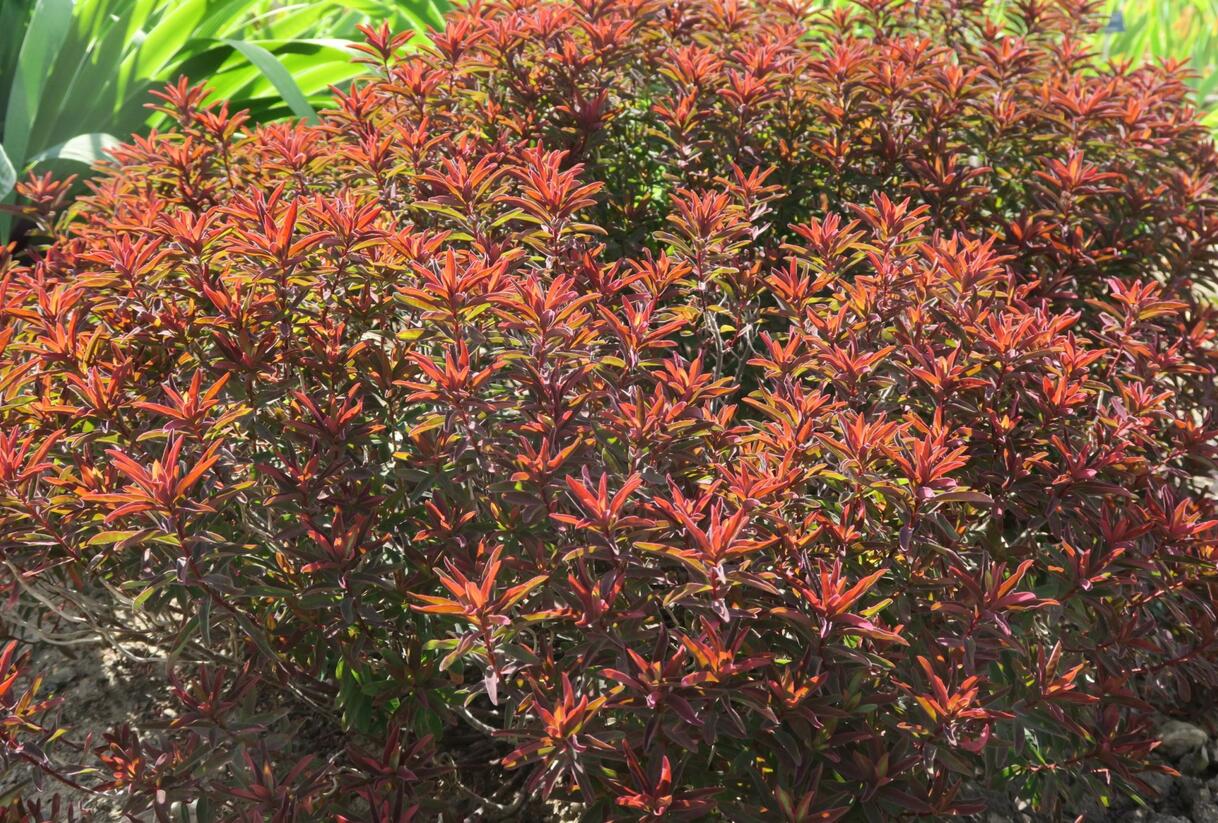 Pryšec mnohobarvý 'Bonfire' - Euphorbia polychroma 'Bonfire'