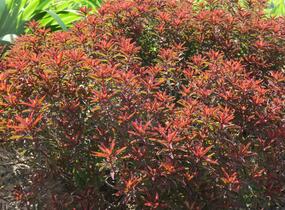 Pryšec mnohobarvý 'Bonfire' - Euphorbia polychroma 'Bonfire'