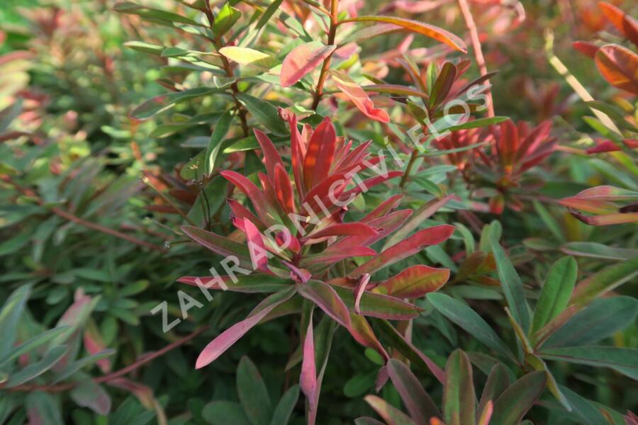 Pryšec mnohobarvý 'Bonfire' - Euphorbia polychroma 'Bonfire'