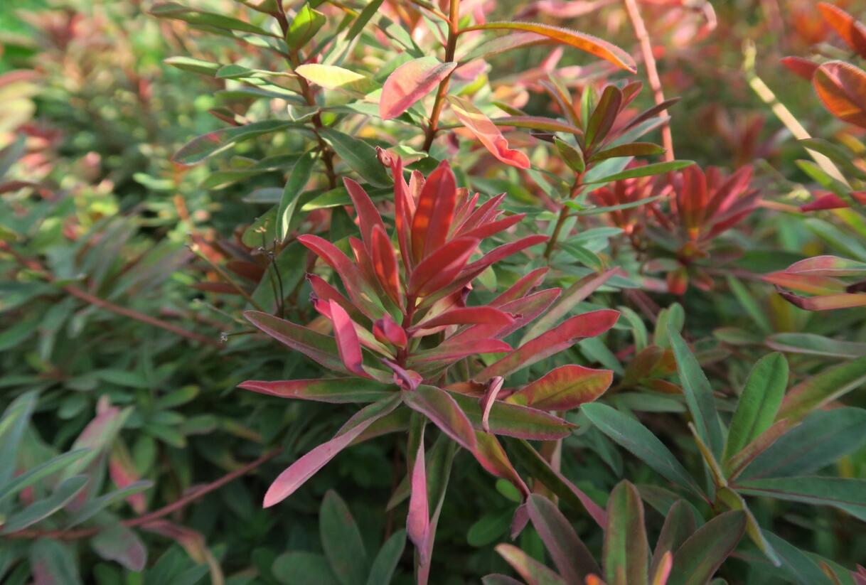 Pryšec mnohobarvý 'Bonfire' - Euphorbia polychroma 'Bonfire'