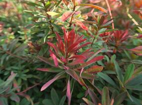 Pryšec mnohobarvý 'Bonfire' - Euphorbia polychroma 'Bonfire'