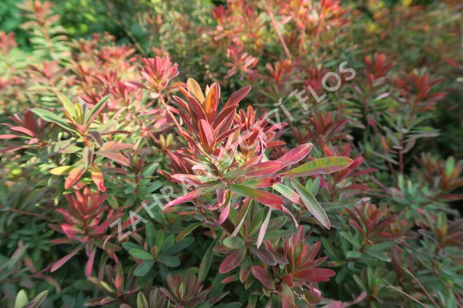 Pryšec mnohobarvý 'Bonfire' - Euphorbia polychroma 'Bonfire'