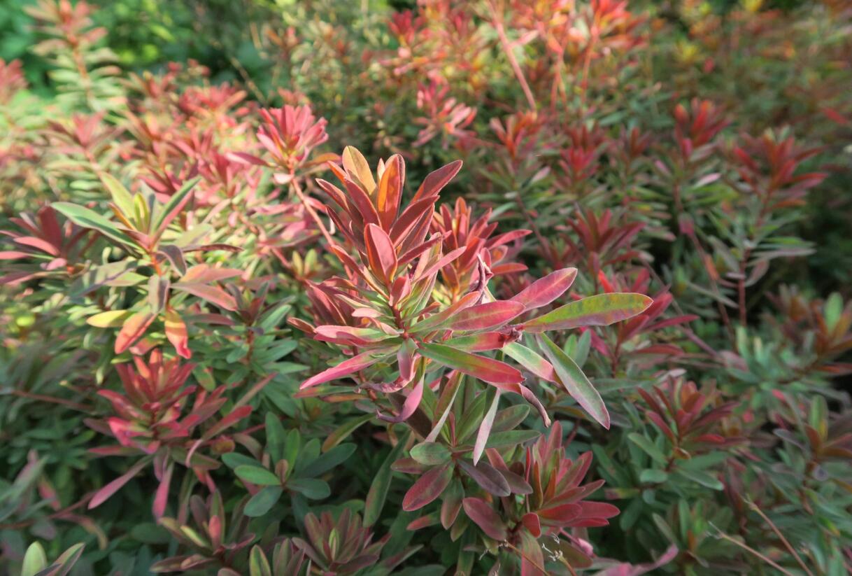 Pryšec mnohobarvý 'Bonfire' - Euphorbia polychroma 'Bonfire'