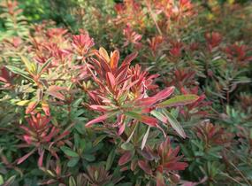 Pryšec mnohobarvý 'Bonfire' - Euphorbia polychroma 'Bonfire'