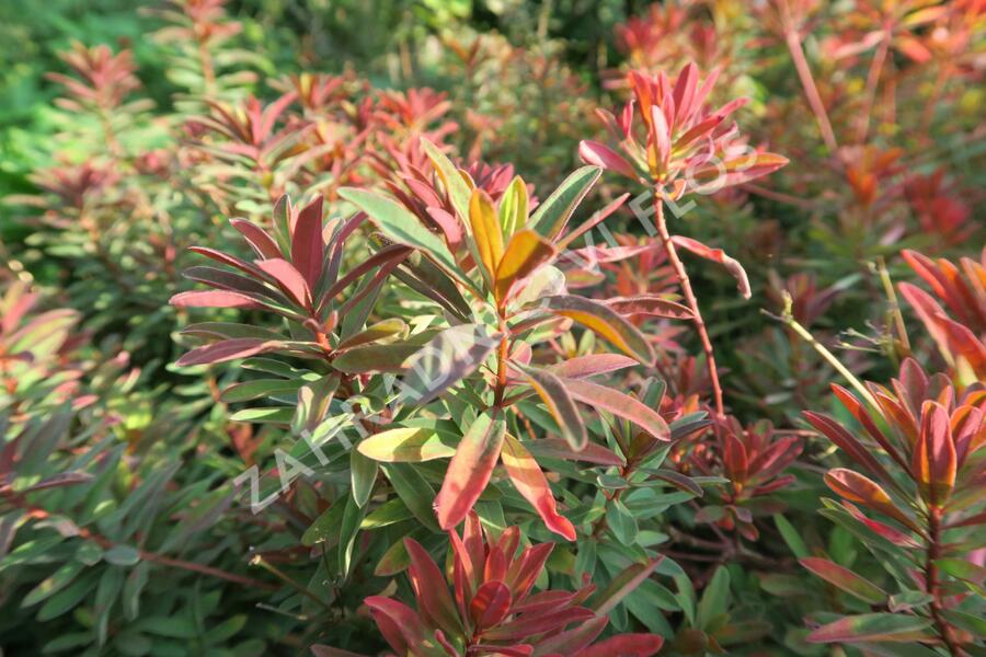 Pryšec mnohobarvý 'Bonfire' - Euphorbia polychroma 'Bonfire'