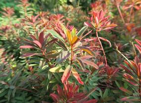 Pryšec mnohobarvý 'Bonfire' - Euphorbia polychroma 'Bonfire'
