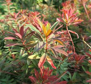 Pryšec mnohobarvý 'Bonfire' - Euphorbia polychroma 'Bonfire'
