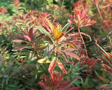 Pryšec mnohobarvý 'Bonfire'