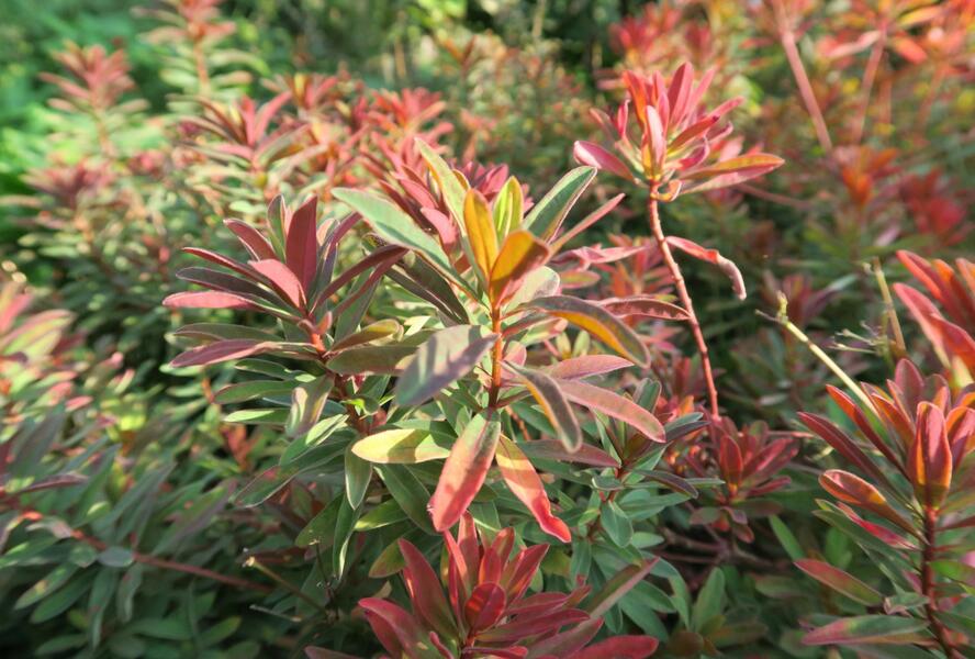 Pryšec mnohobarvý 'Bonfire' - Euphorbia polychroma 'Bonfire'