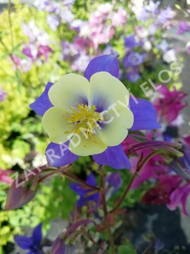 Orlíček 'Blue Star' - Aquilegia caerulea 'Blue Star'