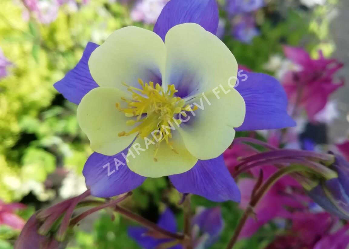 Orlíček 'Blue Star' - Aquilegia caerulea 'Blue Star'