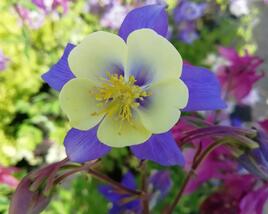 Orlíček 'Blue Star'