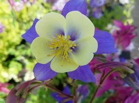 Orlíček 'Blue Star' - Aquilegia caerulea 'Blue Star'