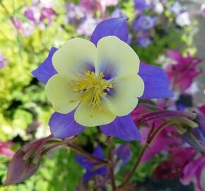 Orlíček 'Blue Star' - Aquilegia caerulea 'Blue Star'