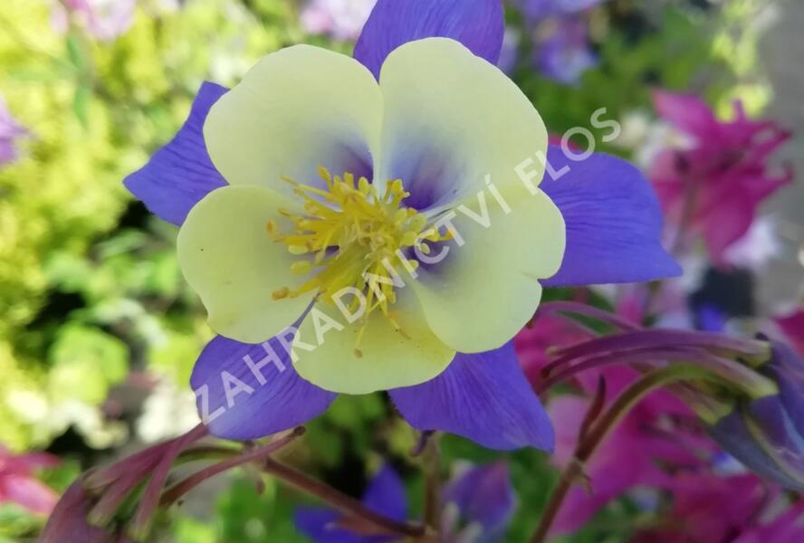 Orlíček 'Blue Star' - Aquilegia caerulea 'Blue Star'