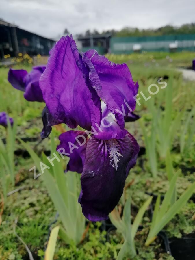 Kosatec německý 'Black Knight' - Iris barbata-elatior 'Black Knight'