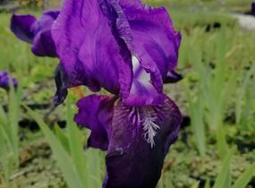 Kosatec německý 'Black Knight' - Iris barbata-elatior 'Black Knight'