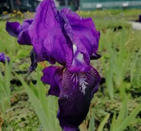 Kosatec německý 'Black Knight' - Iris barbata-elatior 'Black Knight'