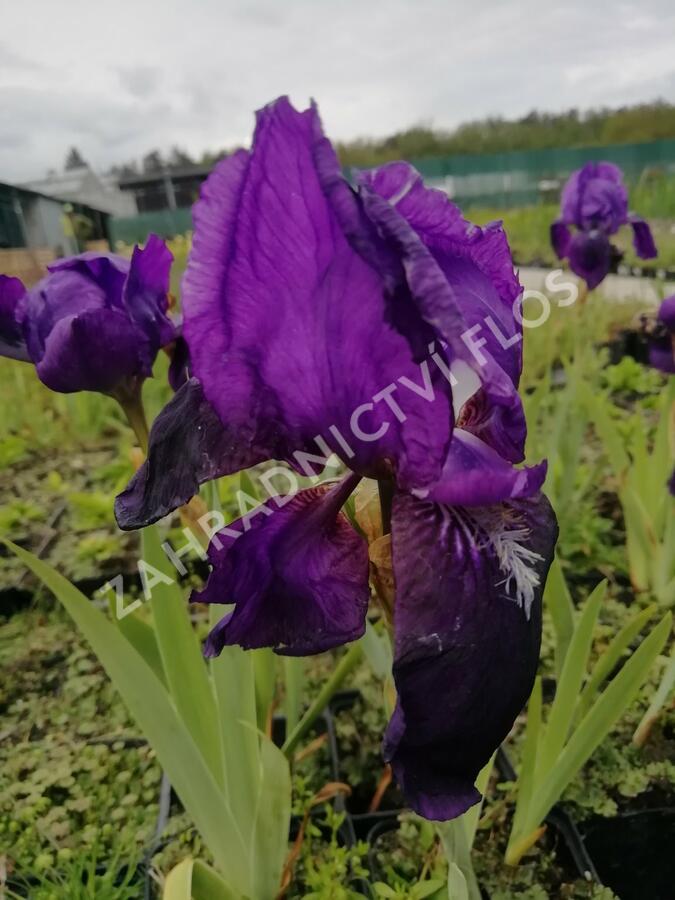 Kosatec německý 'Black Knight' - Iris barbata-elatior 'Black Knight'