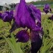 Kosatec německý 'Black Knight' - Iris barbata-elatior 'Black Knight'