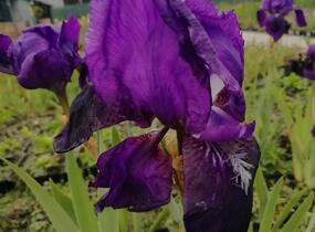 Kosatec německý 'Black Knight' - Iris barbata-elatior 'Black Knight'