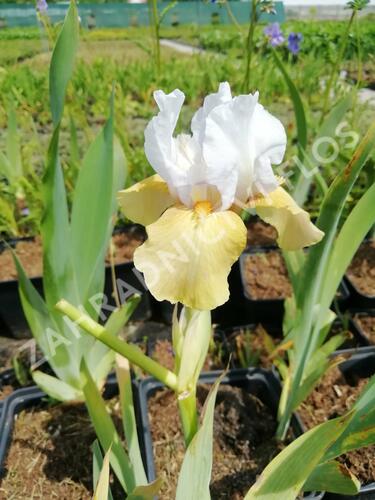 Kosatec německý 'Champagne Elegans' - Iris barbata-elatior 'Champagne Elegans'