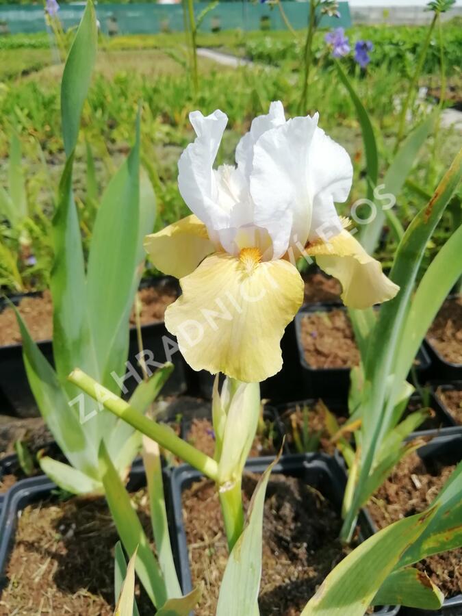 Kosatec německý 'Champagne Elegans' - Iris barbata-elatior 'Champagne Elegans'