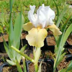 Kosatec německý 'Champagne Elegans' - Iris barbata-elatior 'Champagne Elegans'