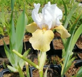 Kosatec německý 'Champagne Elegans' - Iris barbata-elatior 'Champagne Elegans'